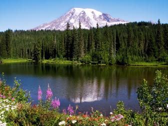 flowers and foliage in foreground with lake and mountain in background during the daytime