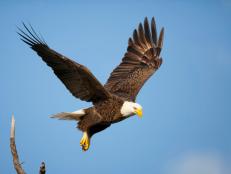 Bald Eagle
