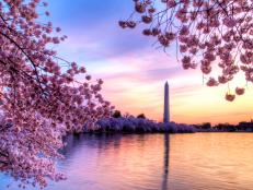 tidal basin, washington monument, cherry blossoms, washington dc, family, spring break on a budget