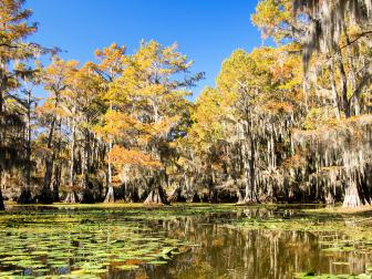 Caddo Lake State Park