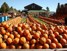 Rows of Pumpkins 