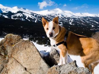 The Dog of the Mountain
