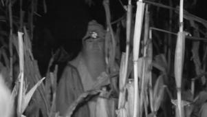 Cornfield Mystery