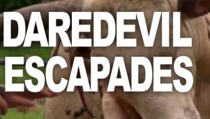 5 Daredevil Escapades